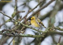 Attēlu rezultāti vaicājumam “Carduelis spinus male”