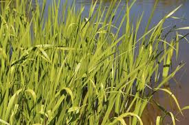 Attēlu rezultāti vaicājumam “Acoraceae”