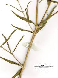 Attēlu rezultāti vaicājumam “Gypsophila fastigiata leaf”