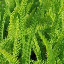 Attēlu rezultāti vaicājumam “Achillea millefolium leaf”
