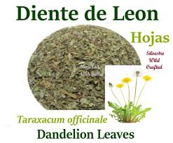 Attēlu rezultāti vaicājumam “Taraxacum officinale aggr. leaf”