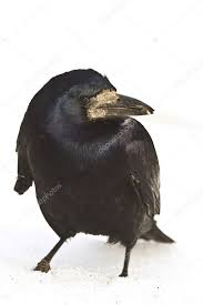 Attēlu rezultāti vaicājumam “Corvus frugilegus adult”