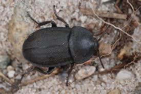 Attēlu rezultāti vaicājumam “Silpha obscura”