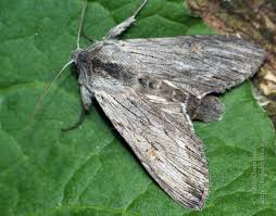 Attēlu rezultāti vaicājumam “Cucullia lucifuga larva”