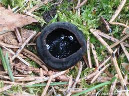 Attēlu rezultāti vaicājumam “Pseudoplectania nigrella”