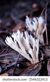Attēlu rezultāti vaicājumam “Tremellodendropsis tuberosa”