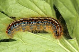 Attēlu rezultāti vaicājumam “Lycogala asperum sessile”