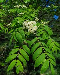Attēlu rezultāti vaicājumam “Sorbus aucuparia leaf”