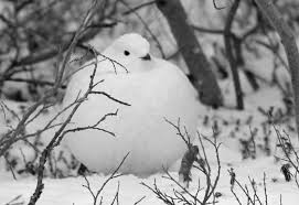 Attēlu rezultāti vaicājumam “Lagopus lagopus”