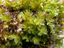 Attēlu rezultāti vaicājumam “Bryum pallens sporophyte”