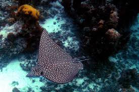 Image result for Aetobatus narinari