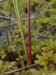 Attēlu rezultāti vaicājumam “Juncus stygius”