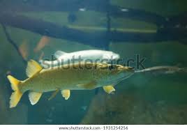 Image result for Esox masquinongy