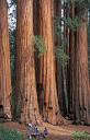 Giant sequoia | Description, Size, Endangered, & Facts | Britannica