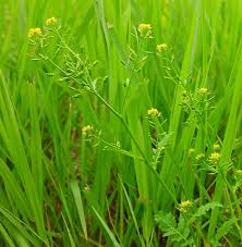 Attēlu rezultāti vaicājumam “Rorippa palustris flower”