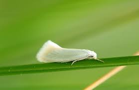 Attēlu rezultāti vaicājumam “Elachista argentella”