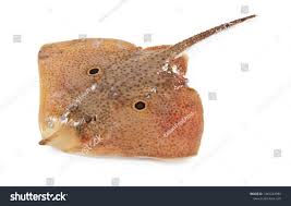 Image result for Raja undulata