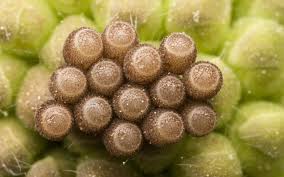 Attēlu rezultāti vaicājumam “Carpocoris sp.”