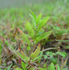 Attēlu rezultāti vaicājumam “Euphorbiaceae”