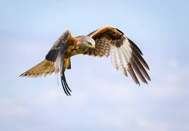 Image result for Milvus milvus