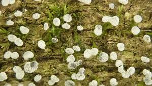 Attēlu rezultāti vaicājumam “Physarum bivalve”