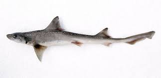 Image result for Mustelus asterias