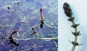 Attēlu rezultāti vaicājumam “Myriophyllum alterniflorum”