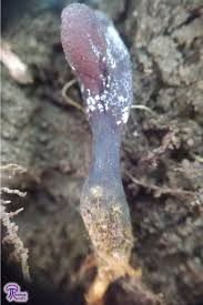 Attēlu rezultāti vaicājumam “Cordyceps ophioglossoides”