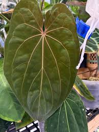 Attēlu rezultāti vaicājumam “Cirsium x rigens leaf”