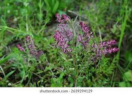 Attēlu rezultāti vaicājumam “Fumaria officinalis leaf”