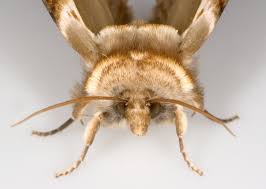 Attēlu rezultāti vaicājumam “Habrosyne pyritoides”