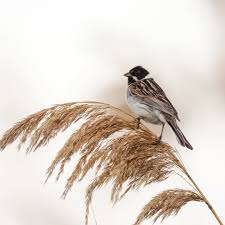 Attēlu rezultāti vaicājumam “Emberiza schoeniclus nest”