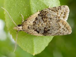 Attēlu rezultāti vaicājumam “Capua vulgana”