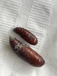 Attēlu rezultāti vaicājumam “pupa”