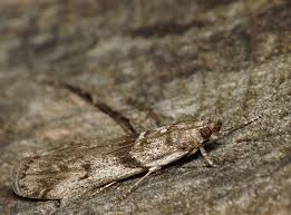 Attēlu rezultāti vaicājumam “Zophodia grossulariella”