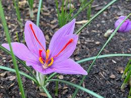 Attēlu rezultāti vaicājumam “Crocus”