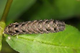 Attēlu rezultāti vaicājumam “Axylia putris”