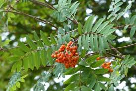 Attēlu rezultāti vaicājumam “Sorbus aucuparia”