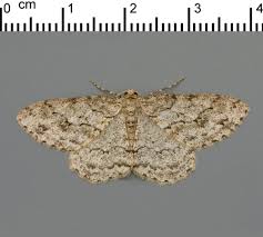 Attēlu rezultāti vaicājumam “Ortholepis betulae”