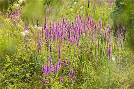 Image result for Blutweiderich