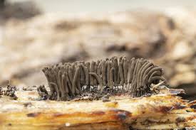 Attēlu rezultāti vaicājumam “Stemonitis axifera”