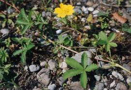Attēlu rezultāti vaicājumam “Potentilla reptans leaf”