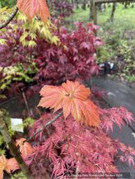 Attēlu rezultāti vaicājumam “Acer pseudoplatanus”