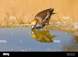 Attēlu rezultāti vaicājumam “Coccothraustes coccothraustes adult”