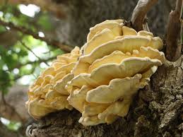 Attēlu rezultāti vaicājumam “Laetiporus sulphureus”