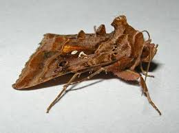 Attēlu rezultāti vaicājumam “Autographa pulchrina”