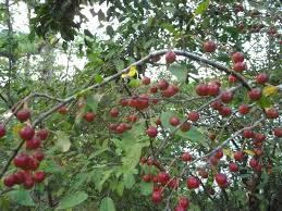 Attēlu rezultāti vaicājumam “Malus baccata fruit”