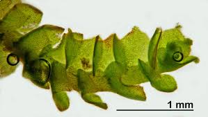 Attēlu rezultāti vaicājumam “Lophozia”