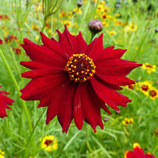Image result for Coreopsis