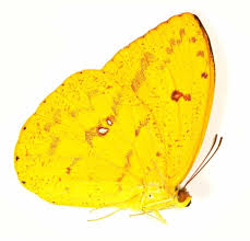 Attēlu rezultāti vaicājumam “Pieridae”